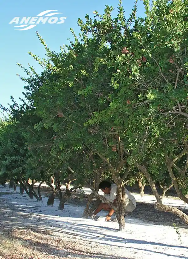 L'arbre à lentisque sur l'île de Chios