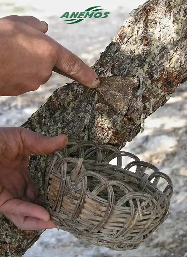 L'arbre à lentisque sur l'île de Chios