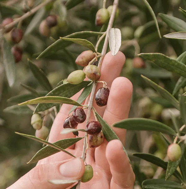 olives prêtes à être récoltées