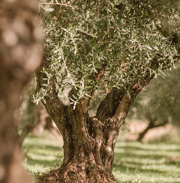 plantation d'oliviers en Crète